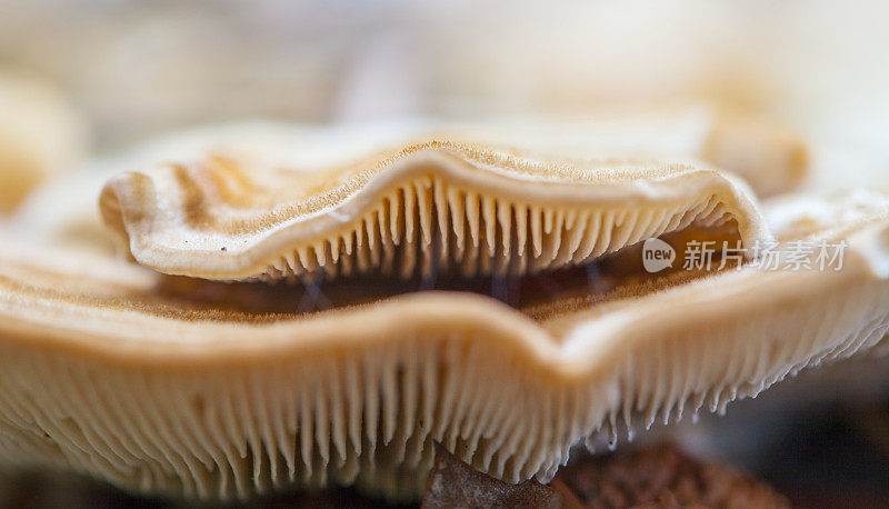 杂色Trametes versicolor蕈类:位于罗洛特附近的加泰罗尼亚森林